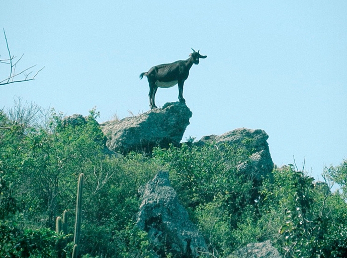 Isla di Saba tin problema sero cu cantidad di cabrito los y awor kier bay tira nan mata