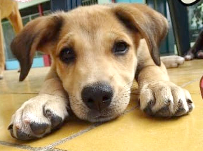 Luna di mei ta Donation Drop Off Month di Aruba Animal Shelter