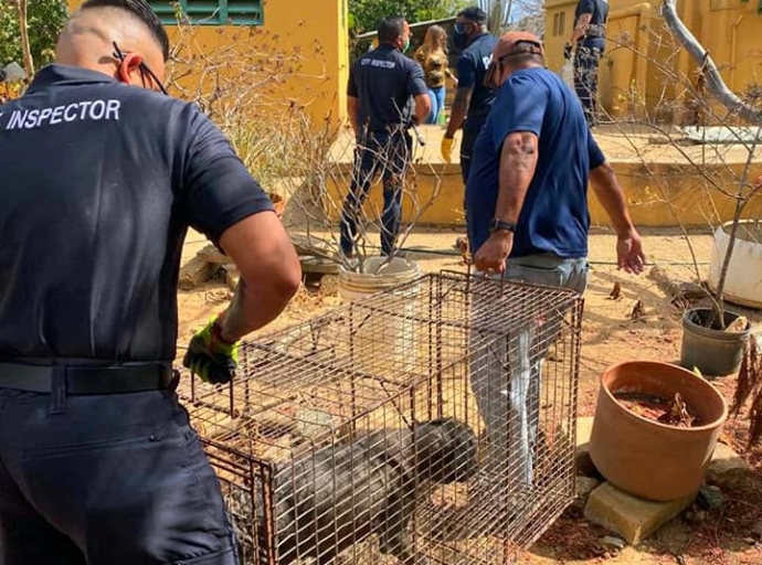 A rescata cachonan descuida y desnutri