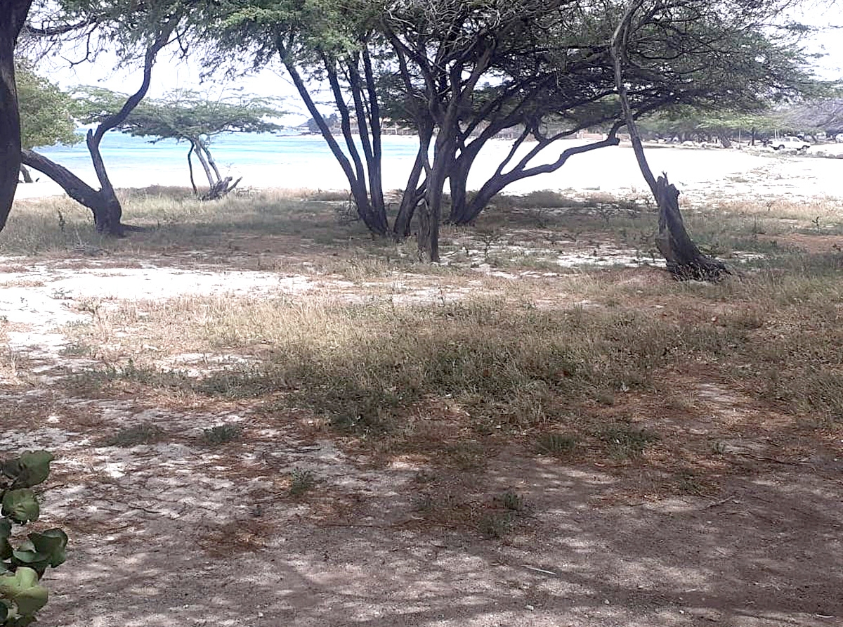 Kizas por usa presonan pa yuda haci Bushiri Beach limpi
