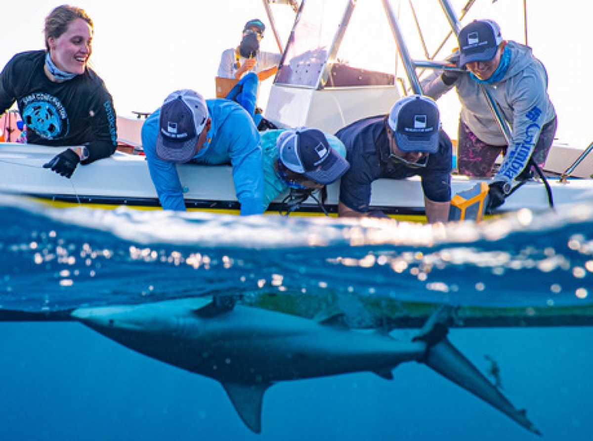 Caribbean Shark Coalition ta promove proteccion di tribon den region di Caribe