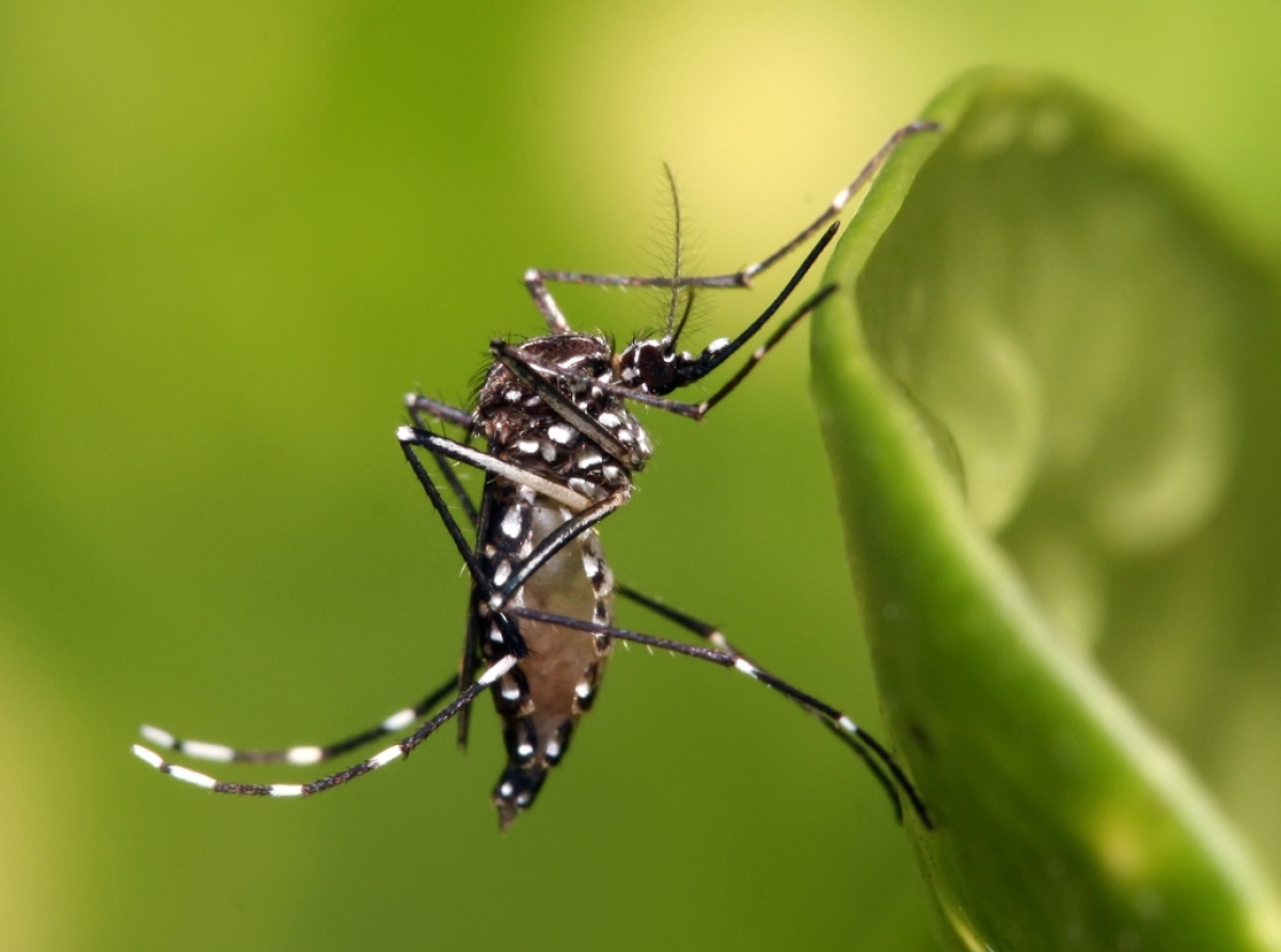 Durante e pandemia di Covid-19 tur hende a lubida riba Dengue
