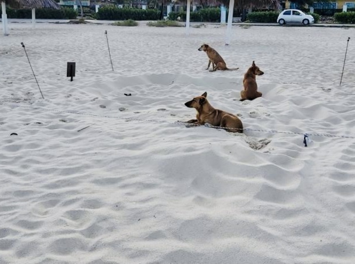 Turtugaruba a bolbe entrega keho tocante cachonan riba beach