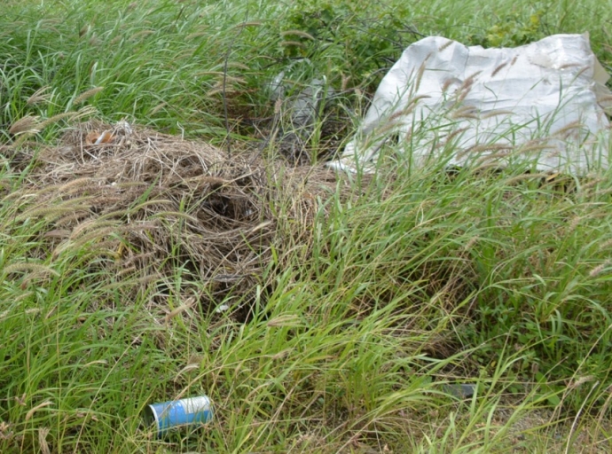 Pakico hendenan ta zwaai tur sorto di animal morto na Santa Marta