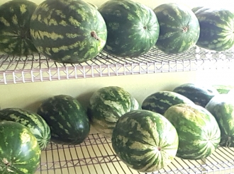 No ta ciere di frontera cu Venezuela ta haci cu prijs di fruta y berdura ta halto