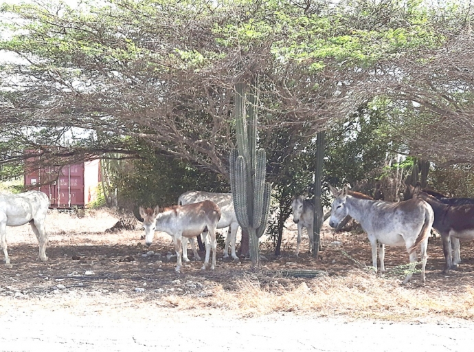 Buriconan den area di Colony tambe a busca sombra
