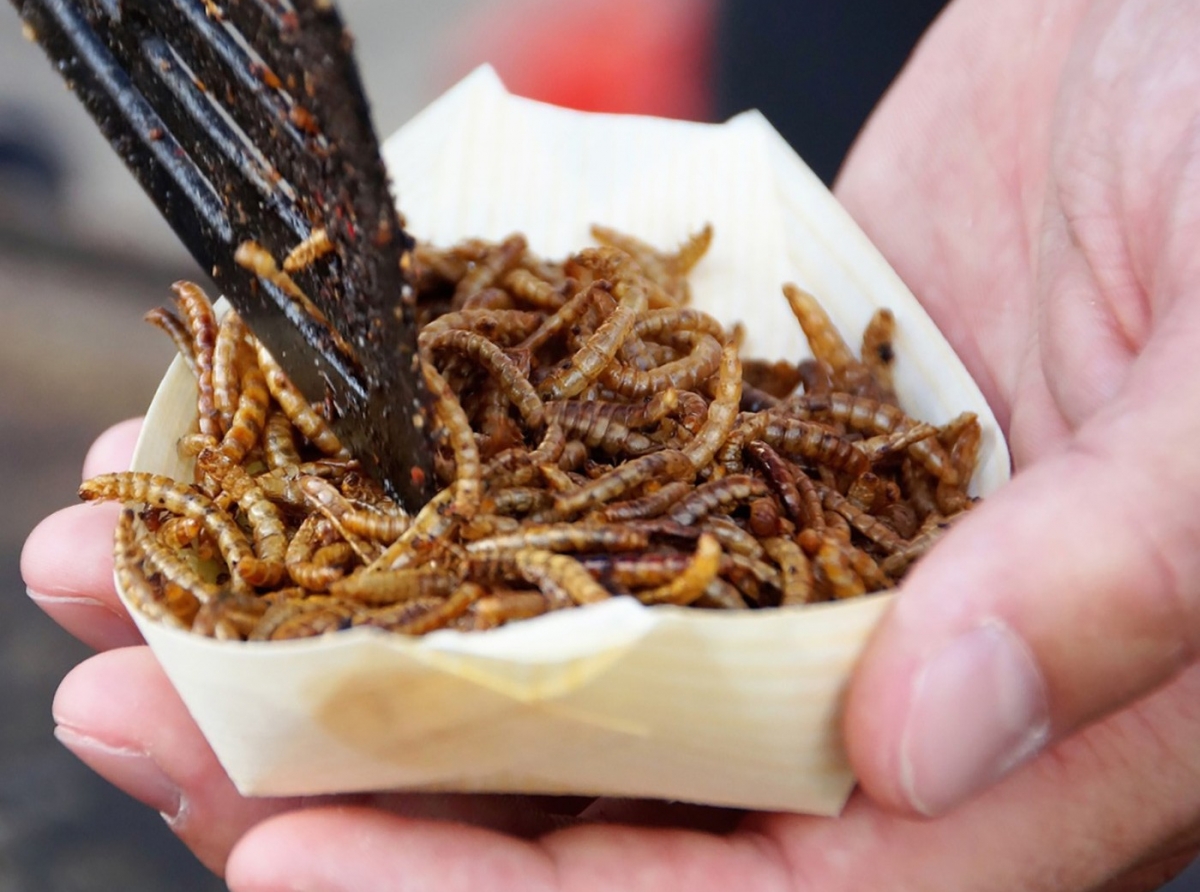 Insectonan ta e proteina nobo aproba na Portugal