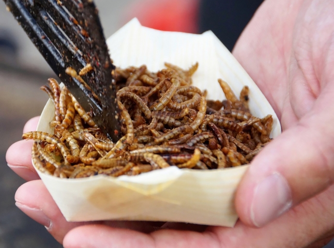 Insectonan ta e proteina nobo aproba na Portugal