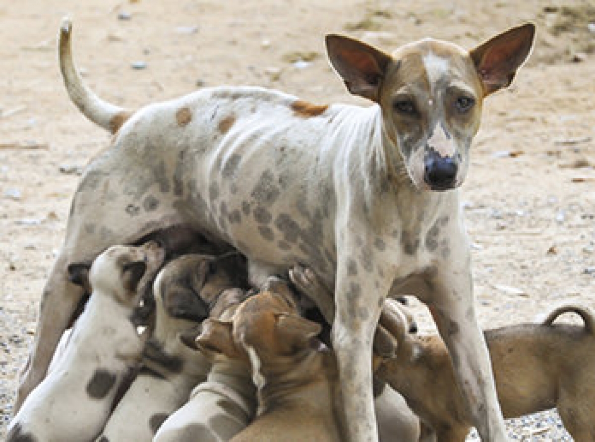 United Dogs Aruba a cancela programa di sterilisacion masivo na Aruba