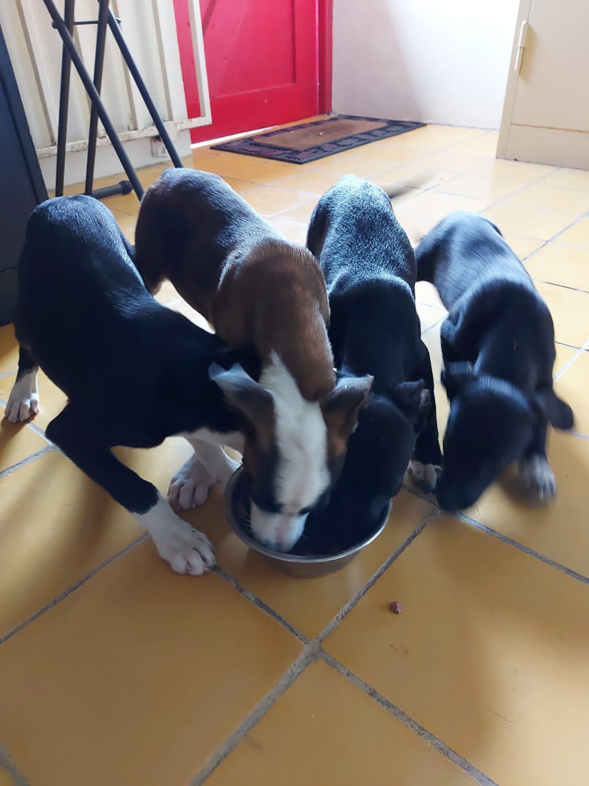 Camara di seguridad ta captura imagennan di esnan cu ta bandona nan mascota