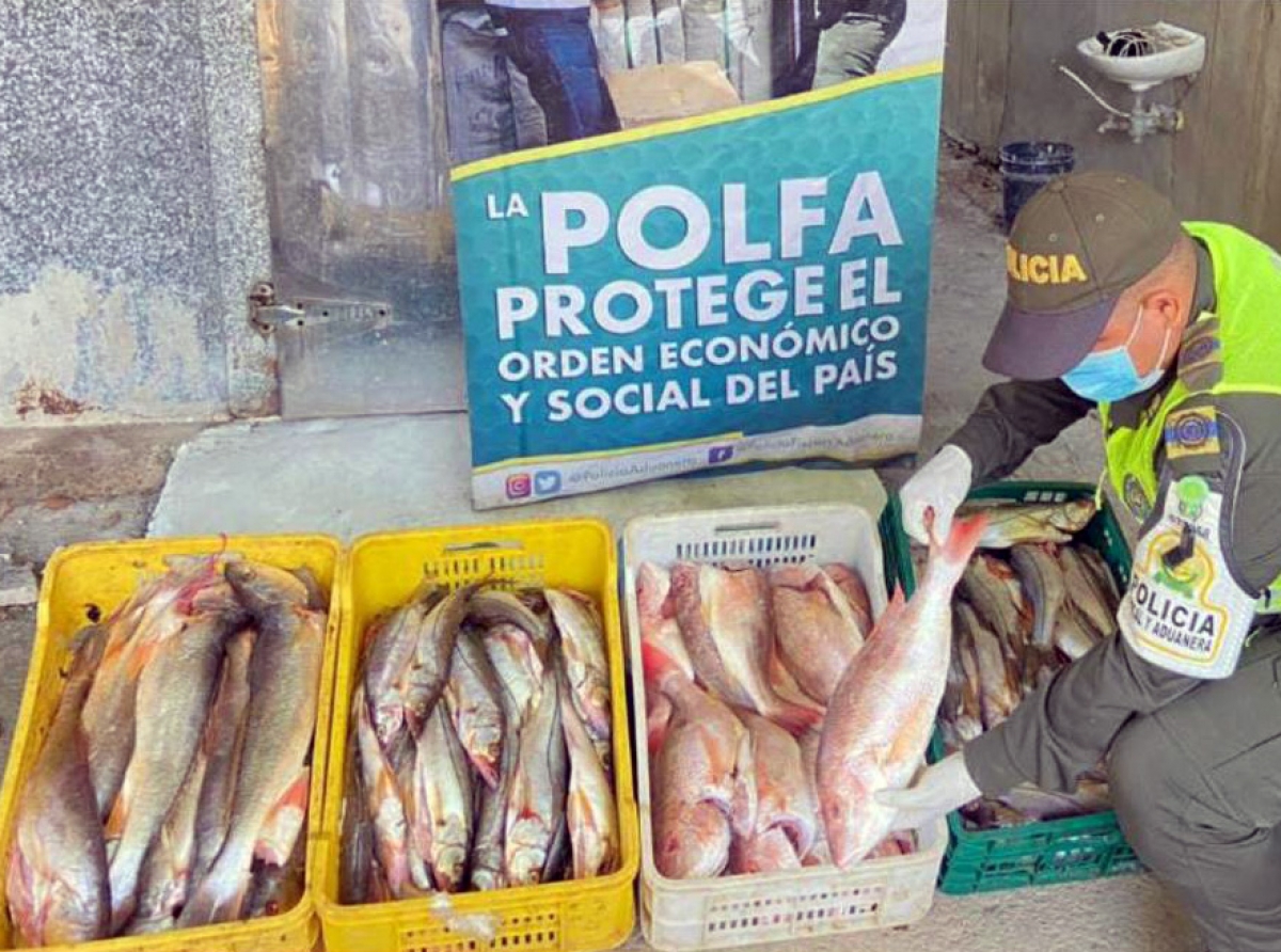 Cargamento di 187 kilo di pisca contrabando a ser confisca na costa Colombiano