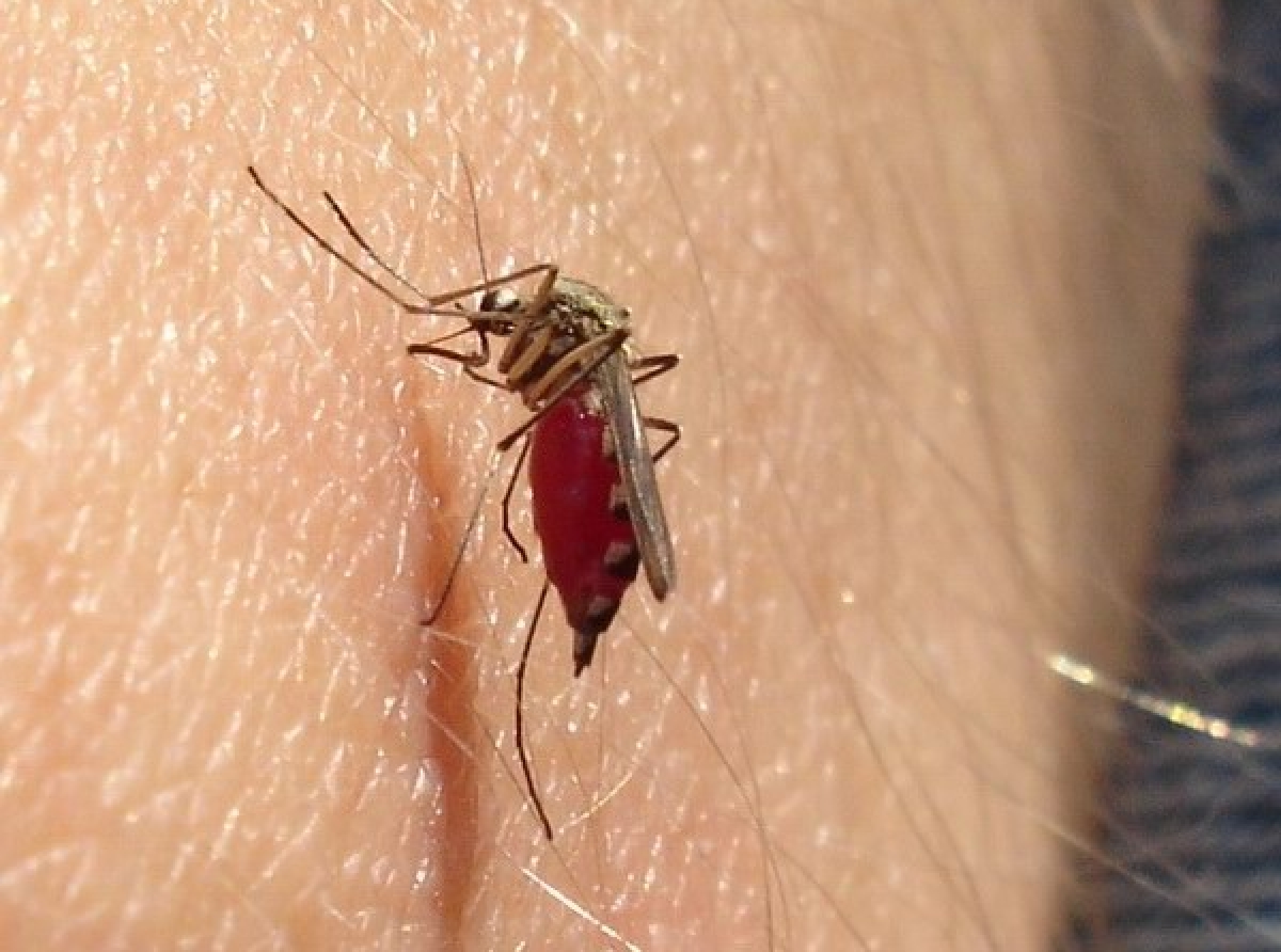 Dengue por presenta cu sintomanan similar na Covid y pesey ta recomendabel pa test