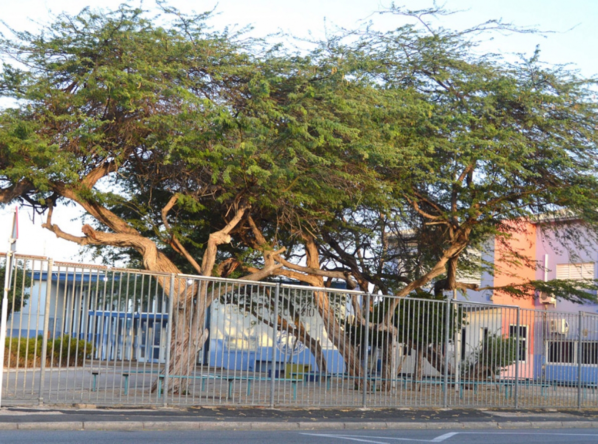 Studiantenan di Colegio Arubano a fada di reglanan absurdo di bistimento y pesey a tene walkout