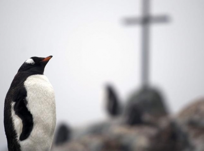 Abehanan a pica y mata 63 pinguino na Zuid Africa