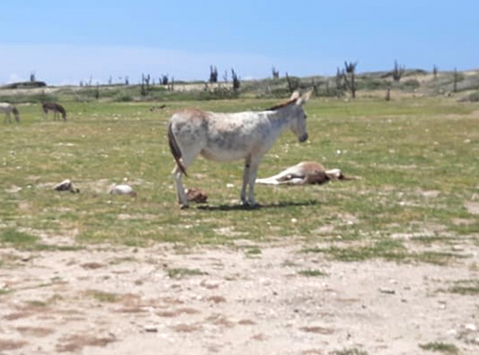 E buriconan aki tambe ya a bira un atraccion turistico