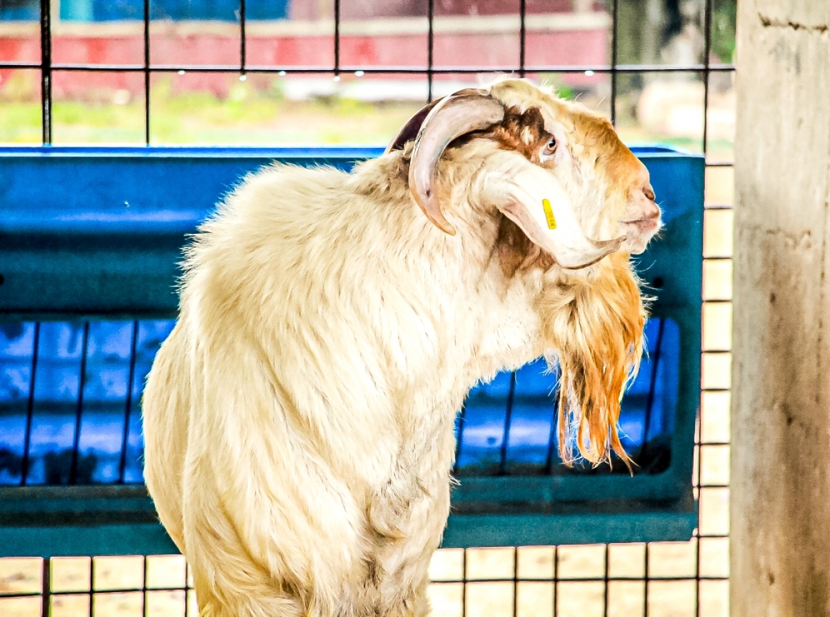 Dia di Bestia: Percura pabo mascota ta bon cuida