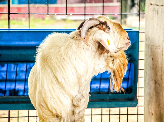 Dia di Bestia: Percura pabo mascota ta bon cuida