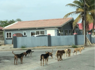 Cachonan riba caya ta ataca habitantenan di bario