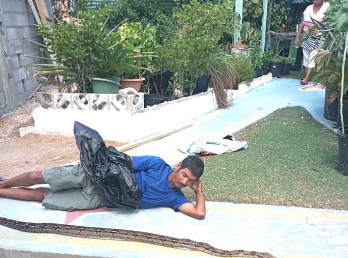 Boa gordo di 2.20 meter haya na un otro cas na Cashero