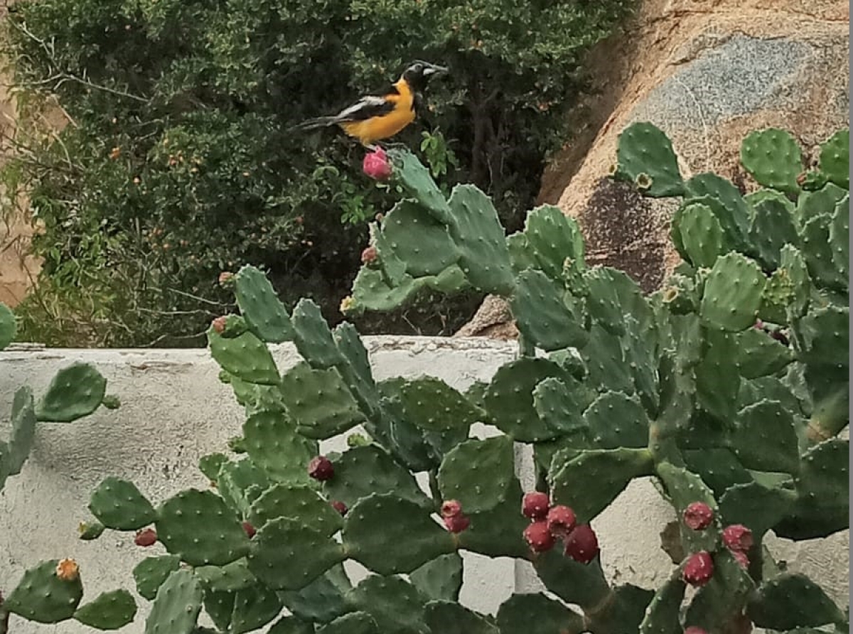 E Trupial di Aruba cu tur mainta ta pasa duna serenata unda cu tin cactus cu fruta