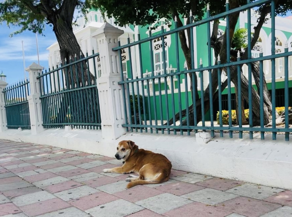 Conoce un tiki mas di 'Ley di Cacho'