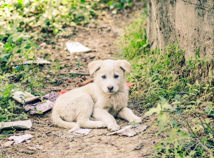 E plan completo di 'National Plan for Stray Animals' pronto lo wordo publica pa comunidad