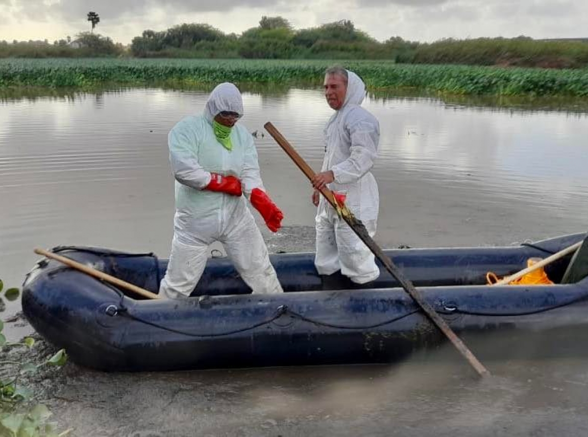 FPNA y DOW a cuminsa saca e 'water hyacinth' for di Bubaliplas