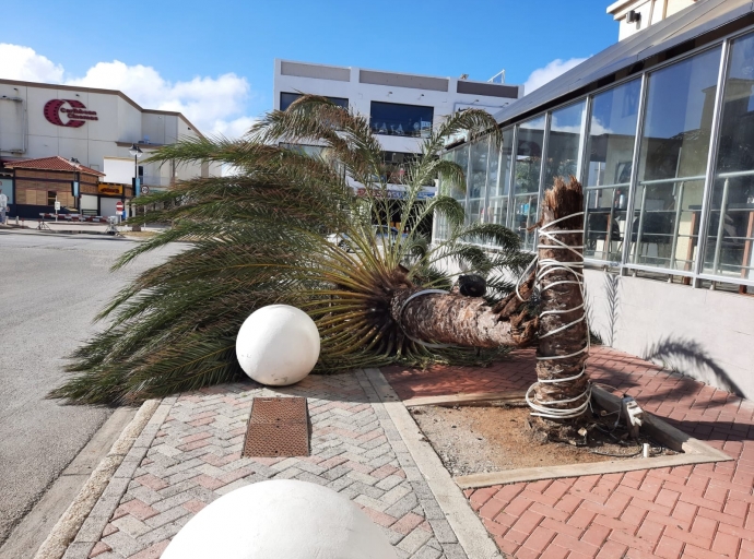  Biento fuerte posiblemente a benta palma grandi abao na Palm Beach