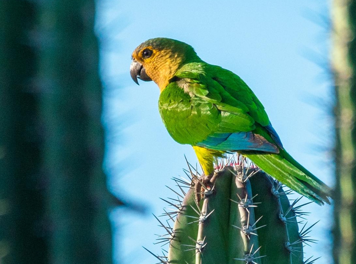 Mas cu un miyon especie ta na peliger di extincion den mundo di awe