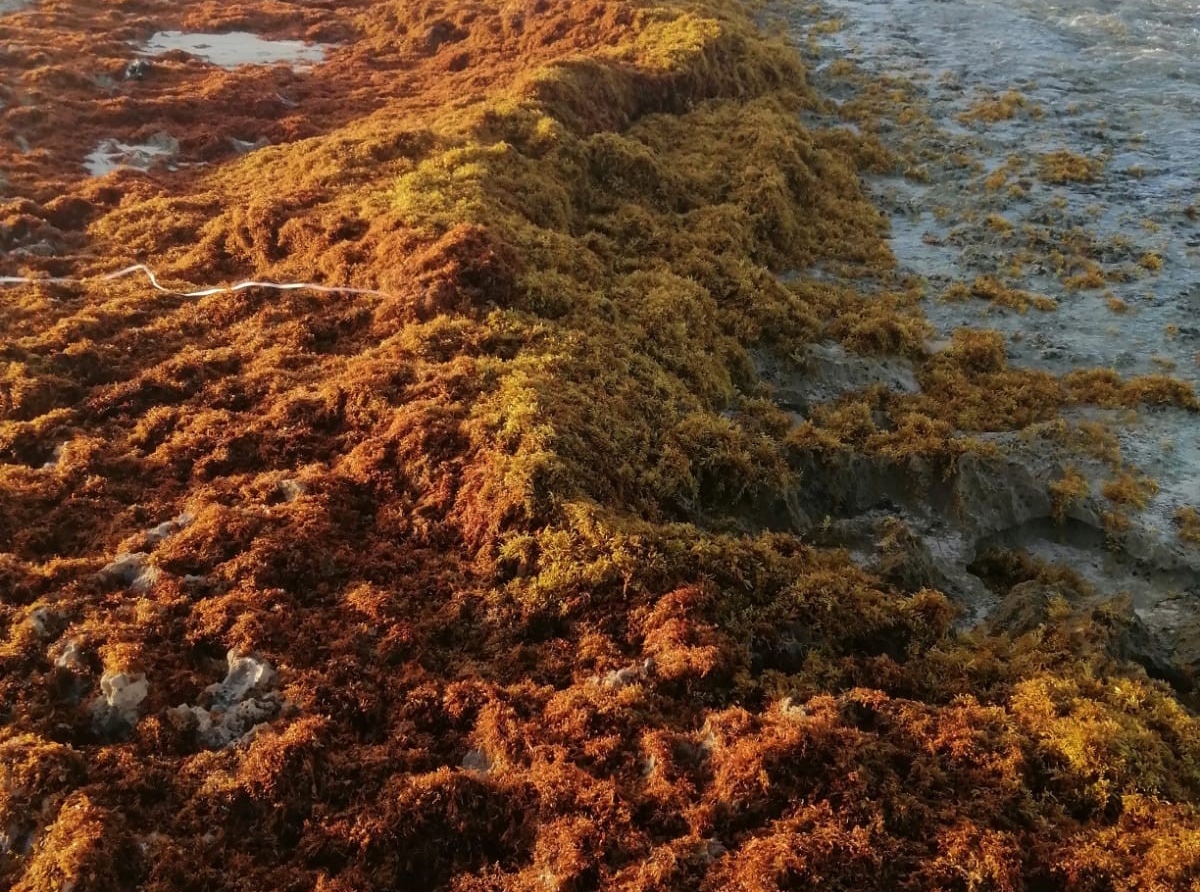 Costa di Aruba ta yen sargassum