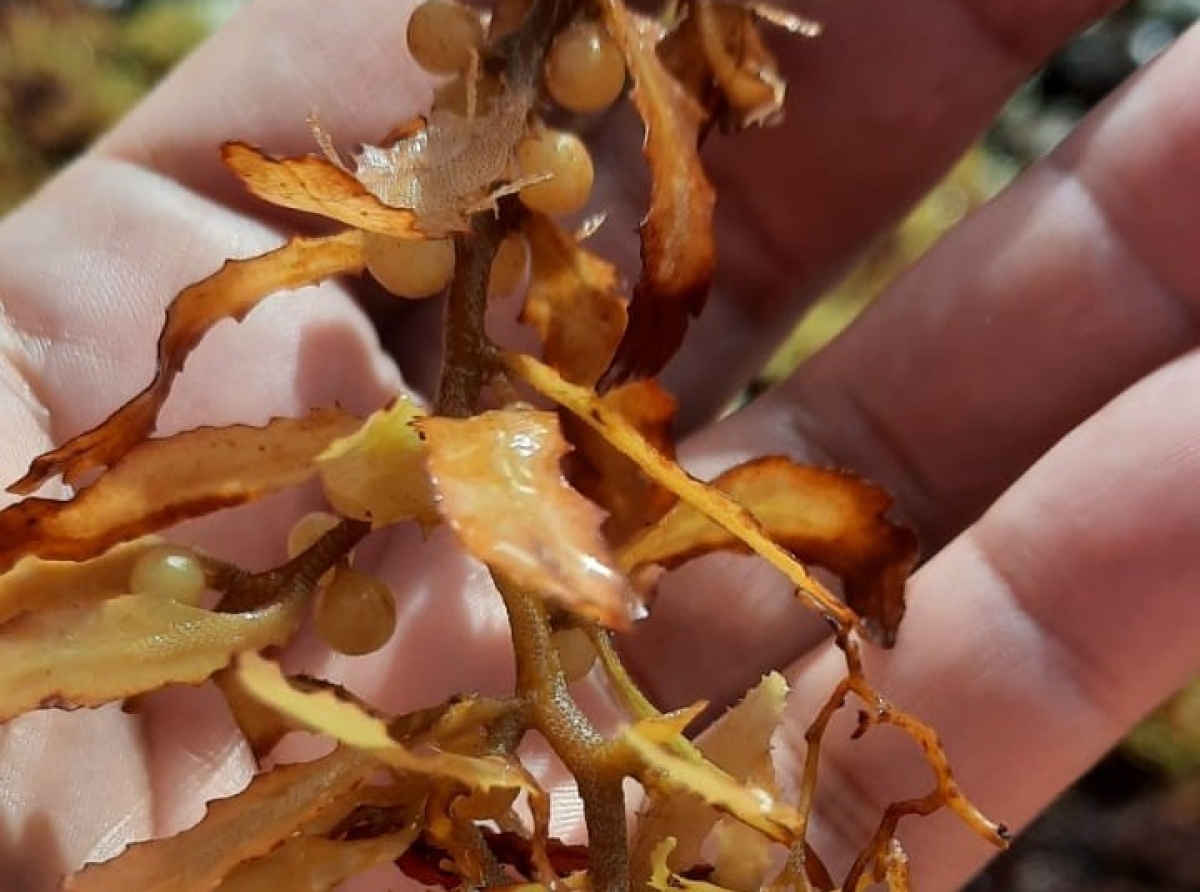 DNM ta confirma presencia di cantidad halto di yerba di lama na costa