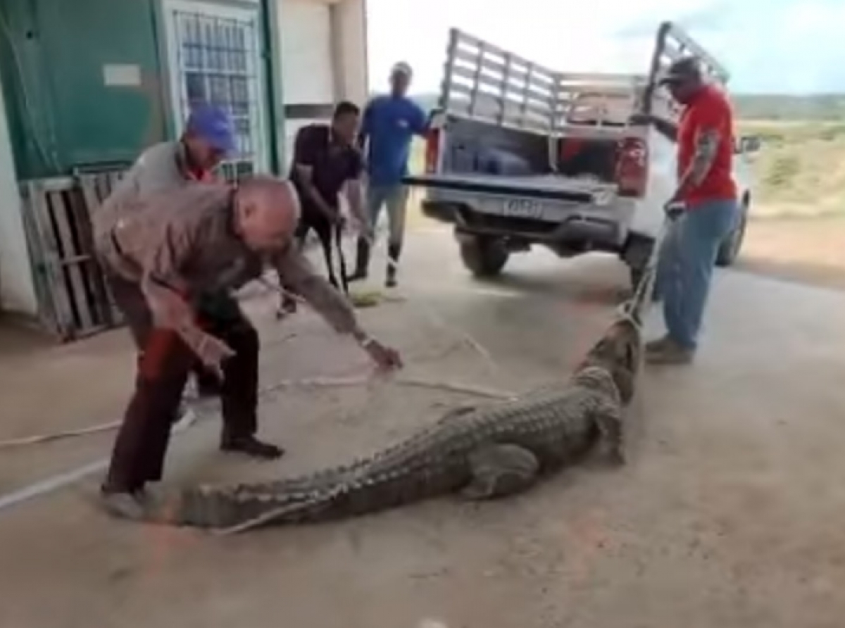 Caiman haya na Corsow a huy for di un granha varios dia pasa