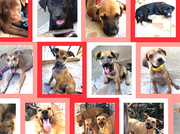 Diasabra awor tin 100 cacho disponible pa publico bay adopta