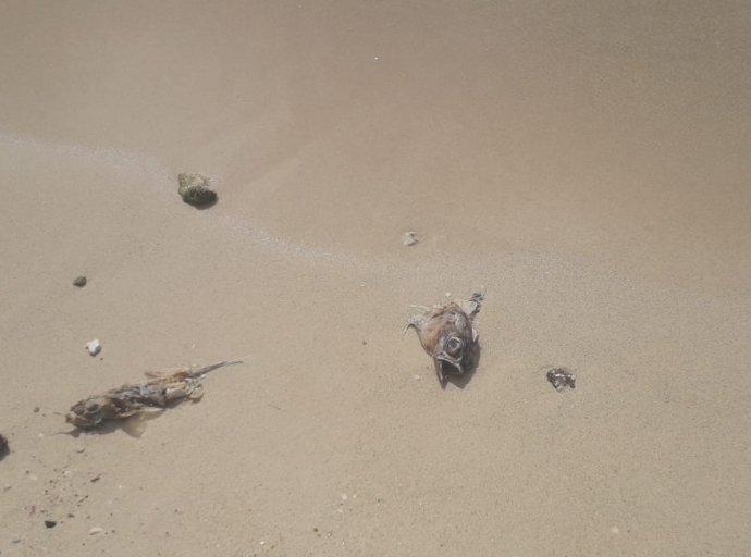 Monton di pisca morto cu holor fuerte molestiando tur hende na Waf di Rancho