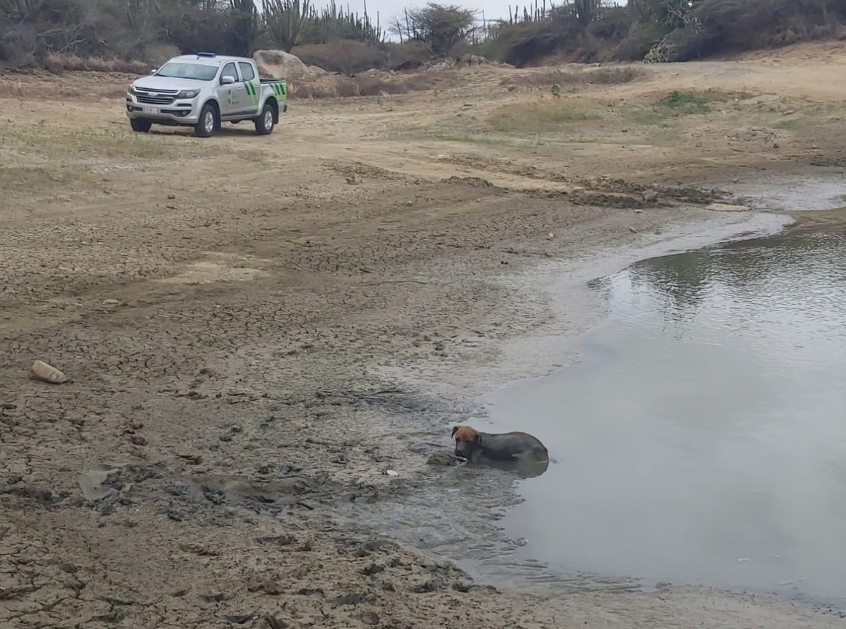 Varios City Inspector balente a rescata cacho pega den lodo di Dam