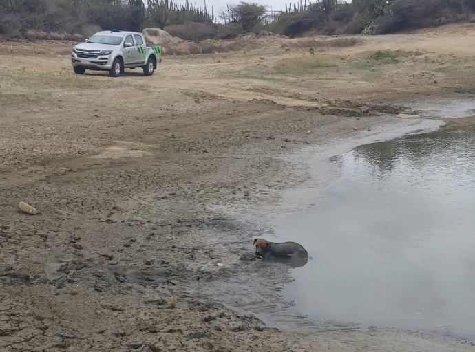 Varios City Inspector balente a rescata cacho pega den lodo di Dam