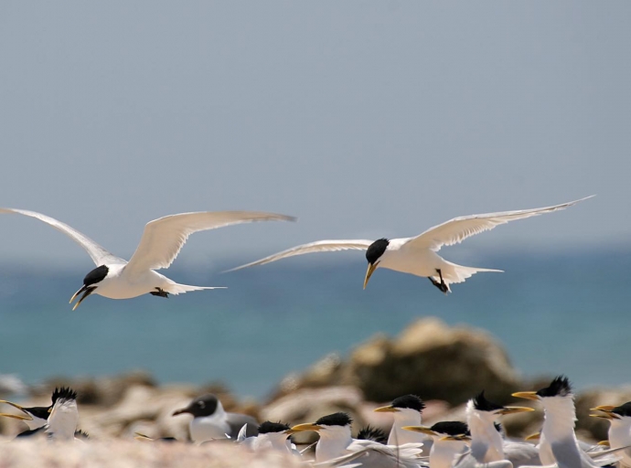 Por lo menos 4,000 diferente especie di pahra ta migra