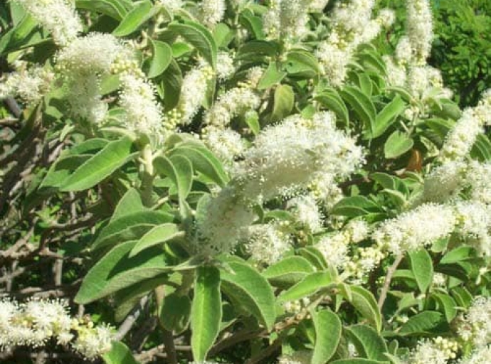 Walishali