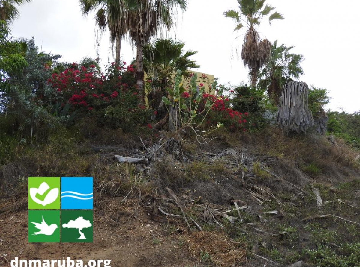 Construccion di edificionan na Aruba mester tene cuenta cu temperatura halto y fenomeno di cambio di clima