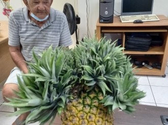 Un Anasa cu cantidad di cabez cosecha na Aruba mes