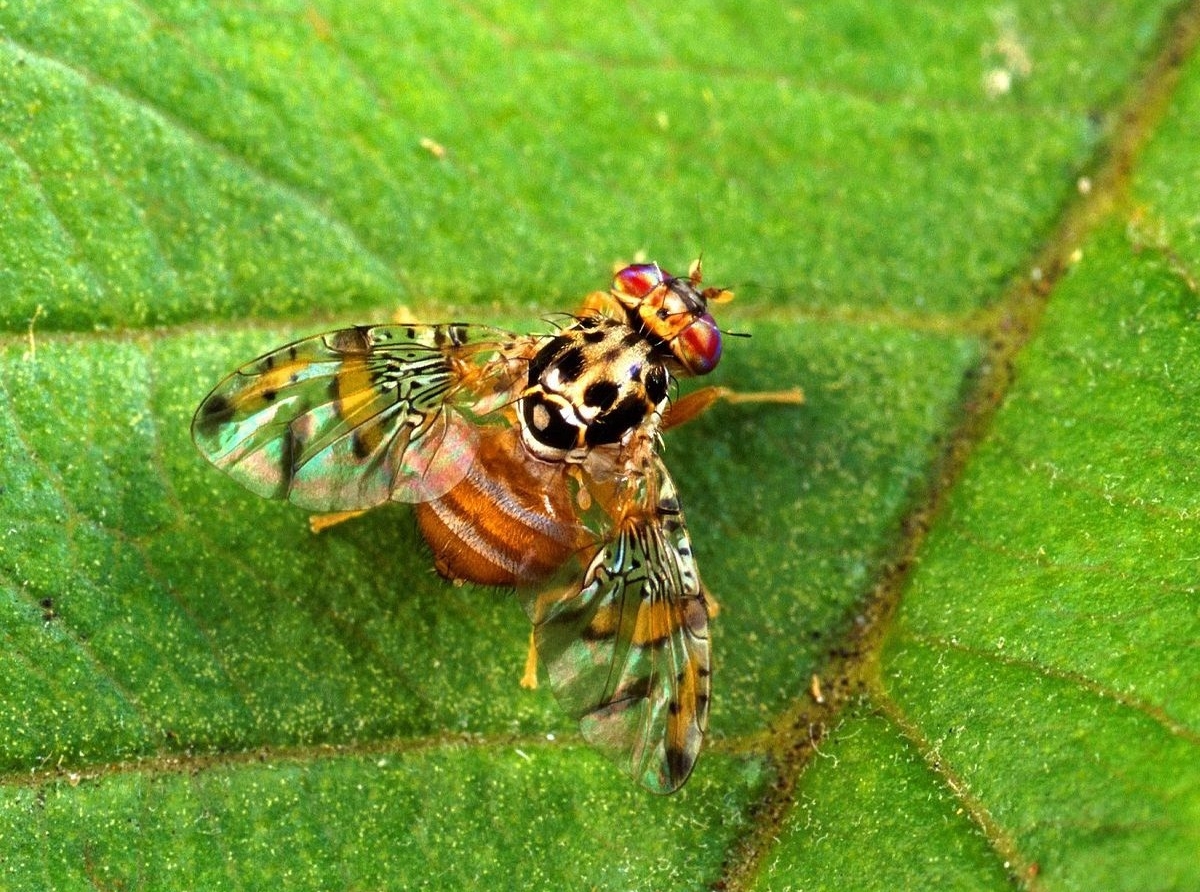 Musca di fruta ainda causando poco problema