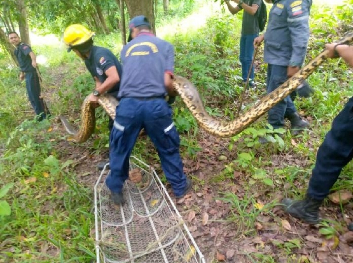 Na Venezuela a rescata un Anaconda cu a pega sin por sali for di un rooi