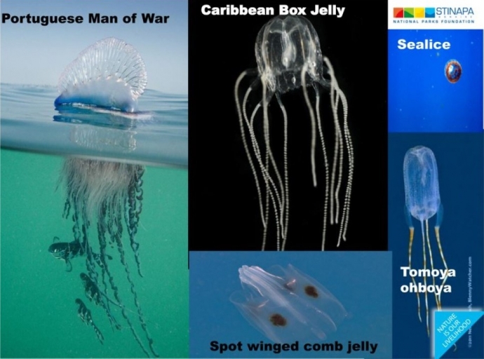 Hopi mas hende hayando pica di Jellyfish e dianan aki   
