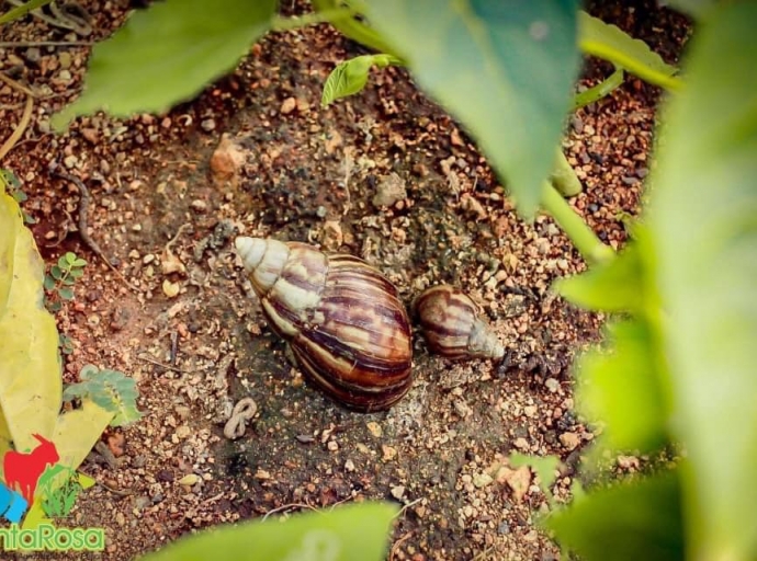 Slak invasivo (African Snail) atrobe a wordo identifica na varios parti rond  di Aruba