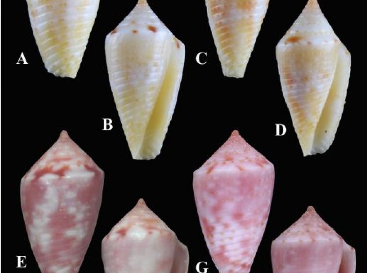 Especie nobo di cocolishi cono descubri na Aruba