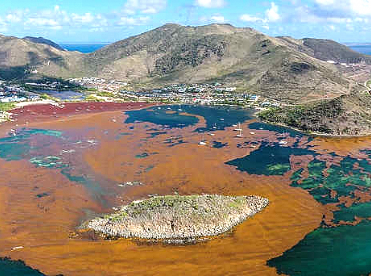 Isla na parti frances di St. Martin cera debi na Sargassum