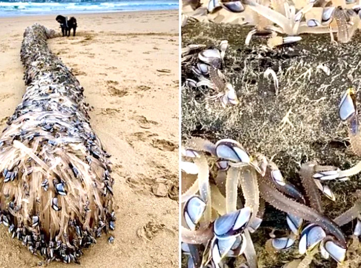 Esaki a aparece riba beach na Australia y ningun hende sa kico e ta