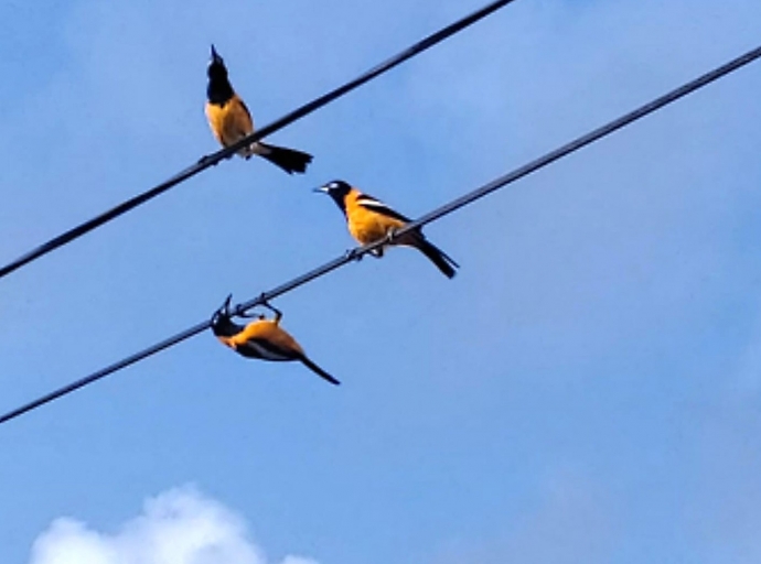 Bunita concierto di Trupial y tambe acrobacia na Sabana Basora