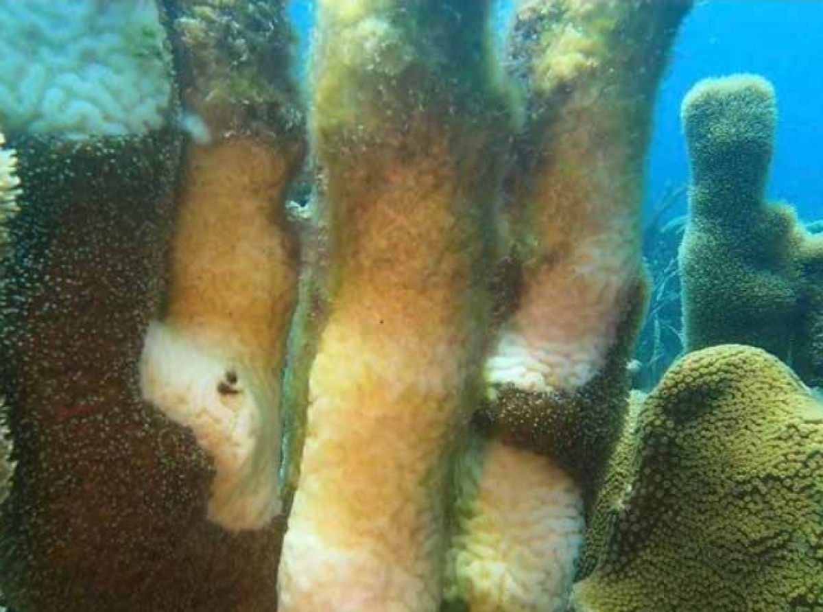 Presencia di malesa di coral ta preocupando protectornan di medio ambiente