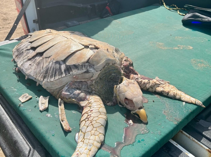 Grupo cu ta defende tortuga a haya uno morto na Curaçao